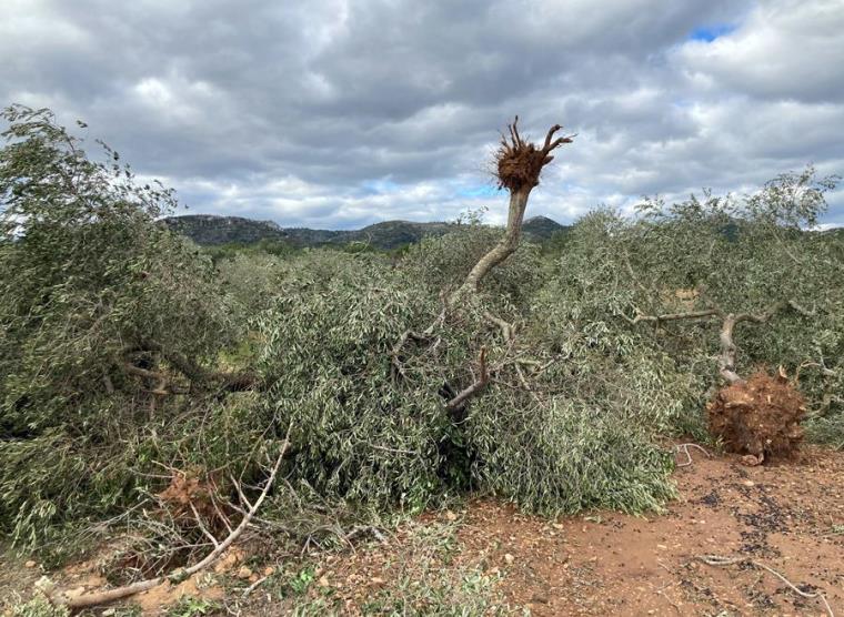 El Meteocat conclou que cinc tornados van tocar a terra durant la ventada de finals de novembre. ACN