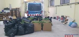 Els Mossos d'Esquadra desmantellen una plantació de marihuana en una nau industrial a Sant Sadurní d'Anoia. Mossos d'Esquadra