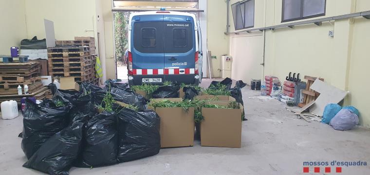 Els Mossos d'Esquadra desmantellen una plantació de marihuana en una nau industrial a Sant Sadurní d'Anoia. Mossos d'Esquadra