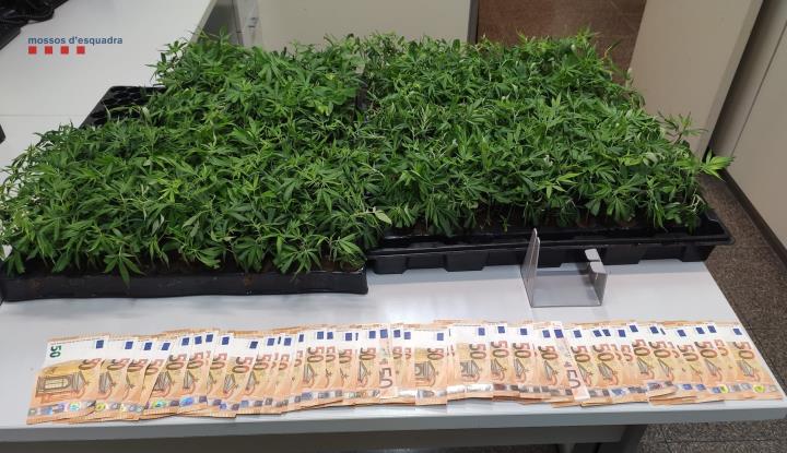 Enxampen a Vilafranca del Penedès tres homes que transportaven cinc quilos de cabdells de marihuana. Mossos d'Esquadra