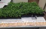 Enxampen a Vilafranca del Penedès tres homes que transportaven cinc quilos de cabdells de marihuana. Mossos d'Esquadra