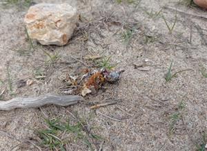 Es perd el primer niu de corriol camanegre detectat aquesta temporada a la Costa Daurada. Geven