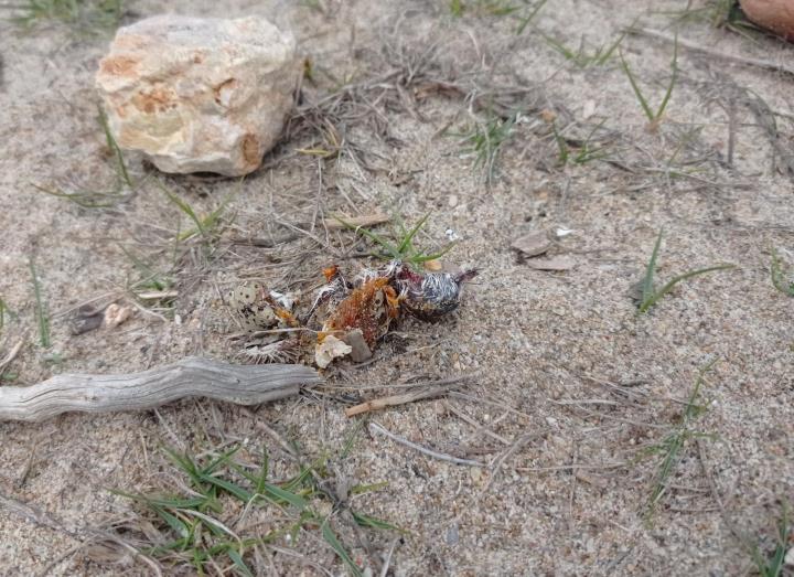 Es perd el primer niu de corriol camanegre detectat aquesta temporada a la Costa Daurada. Geven