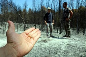 Estudien com es regeneren els boscos afectats per incendis a partir de les poblacions de cigales. ACN