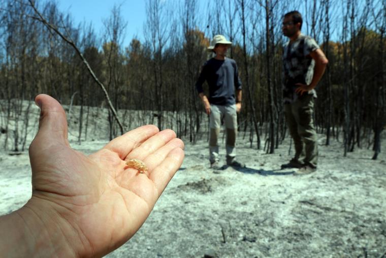 Estudien com es regeneren els boscos afectats per incendis a partir de les poblacions de cigales. ACN