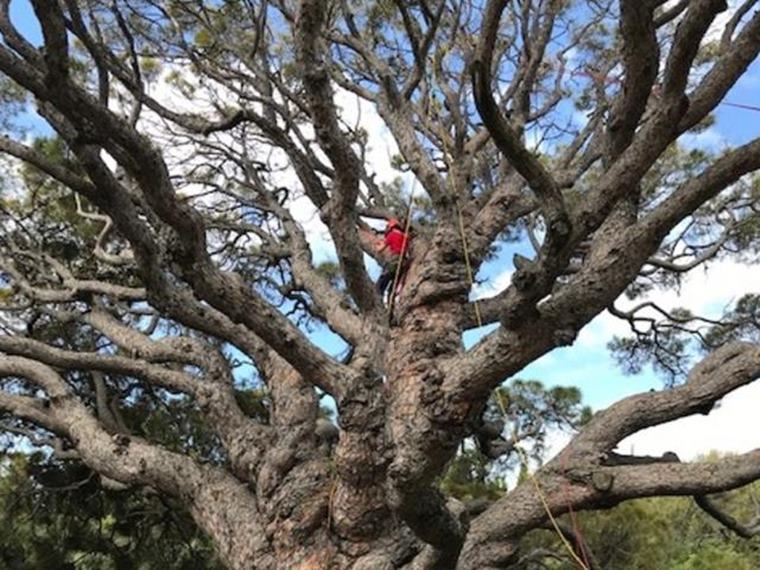 Fan un tractament fitosanitari al Pi Gros per reactivar el seu creixement. Ajuntament de Vilanova