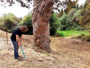 Fan un tractament fitosanitari al Pi Gros per reactivar el seu creixement