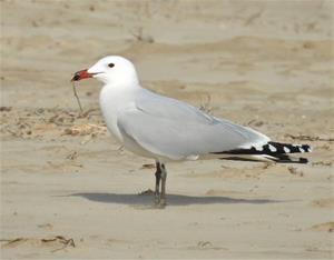 Gavina corsa a la platja de Ribes Roges. Xarxa Biodiversitat VNG