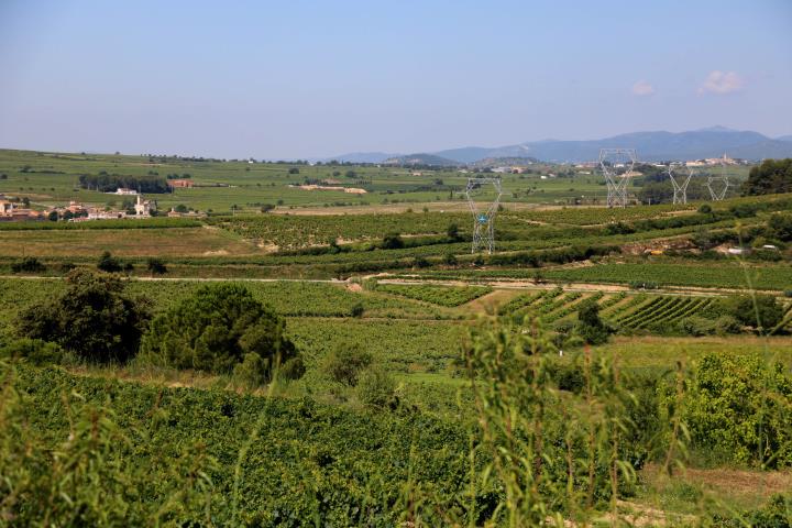 Gran pla general d'un paisatge de vinyes de l'Alt Penedès. ACN