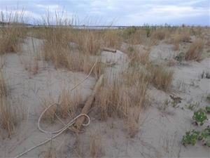 Identificats un home i una dona a Cubelles pel furt i danys en els pals de fusta d’abalisament de les platges. Ajuntament de Cubelles