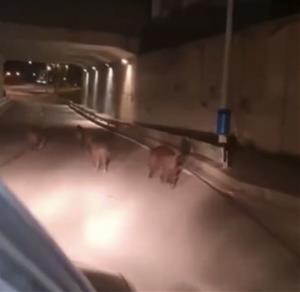 Imatge d'uns senglars passejant per la ronda Europa de Vilanova