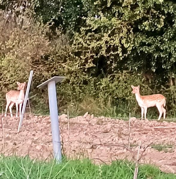 Imatges de dos cervatells passejant entre Vilafranca i Sant Sadurní. @Roman02020