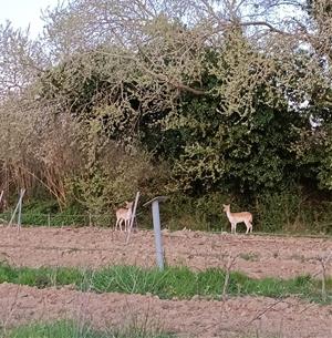 Imatges de dos cervatells passejant entre Vilafranca i Sant Sadurní