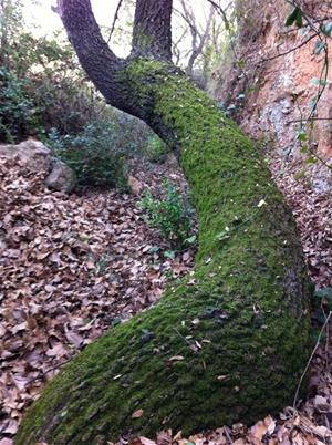 Imatges del Pollancre (situat a la Font de Les Palmeres-Torrent Cal Deus), Roure (Pou Maurici-Els Roures) i Alzina (Fons de les Alzines-Cal Simó)