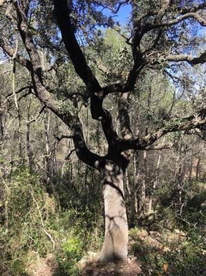 Imatges del Pollancre (situat a la Font de Les Palmeres-Torrent Cal Deus), Roure (Pou Maurici-Els Roures) i Alzina (Fons de les Alzines-Cal Simó)