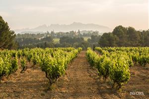 La DO Cava preveu que els productes de Guarda Superior siguin 100% ecològics el 2025. DO Cava