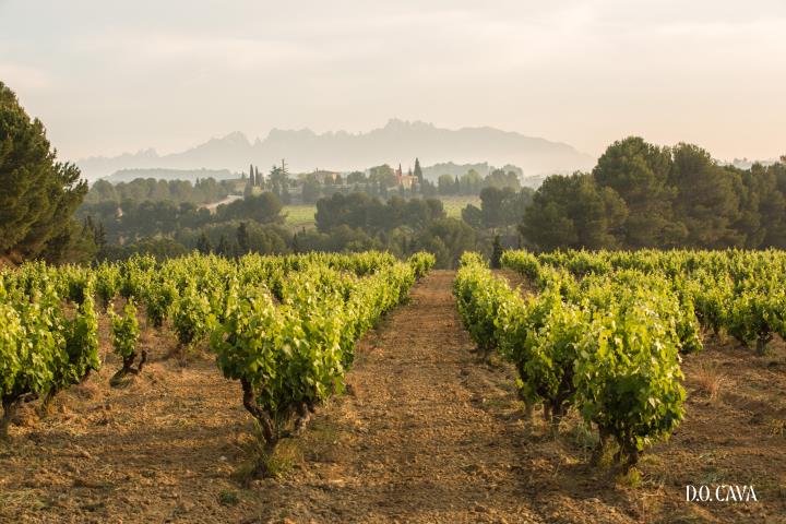 La DO Cava preveu que els productes de Guarda Superior siguin 100% ecològics el 2025. DO Cava