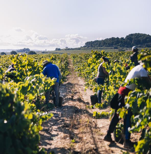 La DO Cava tanca una 