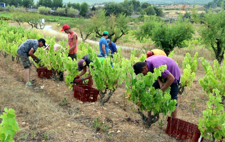 La DO Penedès espera una verema un 15% inferior a la de l’any passat però de “molta qualitat”. ACN