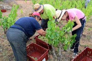 La DO Penedès espera una verema un 15% inferior a la de l’any passat però de “molta qualitat”