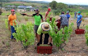 La DO Penedès espera una verema un 15% inferior a la de l’any passat però de “molta qualitat”