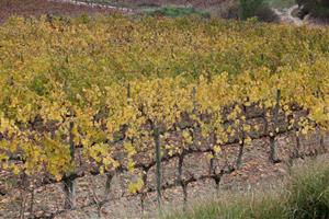 La DO Penedès supera el 