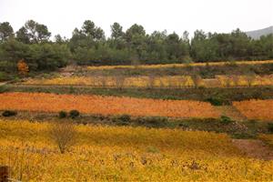 La DO Penedès supera el 