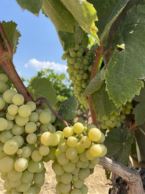 La falta de pluja condiciona la verema a la DO Penedès. DO Penedès