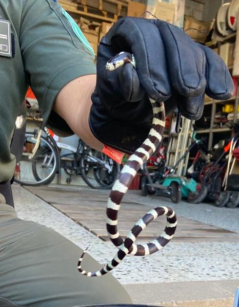 La policia de Vilanova rescata una cria de serp localitzada a la rambla Principal. Policia local de Vilanova