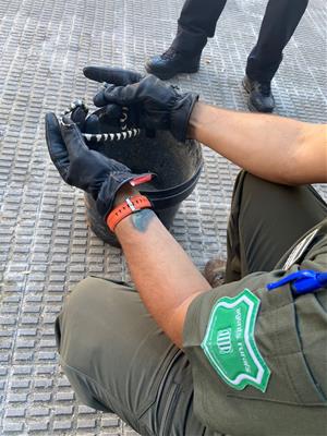 La policia de Vilanova rescata una cria de serp localitzada a la rambla Principal