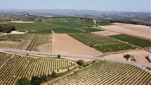 La verema del Clàssic Penedès serà 100% ecològica i sostenible. EIX