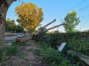 L'aiguat d'aquesta nit causa la caiguda d'arbres i branques a la via pública