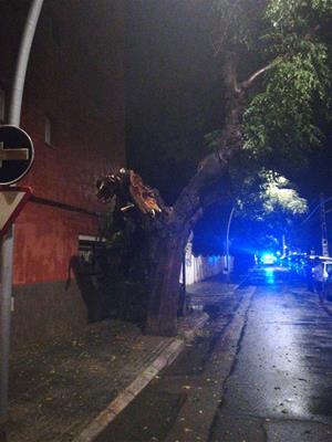 L'aiguat d'aquesta nit causa la caiguda d'arbres i branques a la via pública