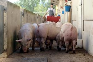 L'Anoia s'emmiralla en el Baix Llobregat i crea un Parc Agrari per promoure el consum i la producció de km 0. ACN