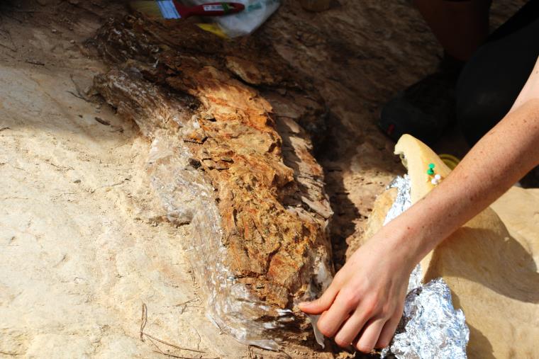 Les excavacions en un jaciment de Subirats treuen a la llum restes de cocodril i rinoceront de fa 16 milions d'anys. ACN
