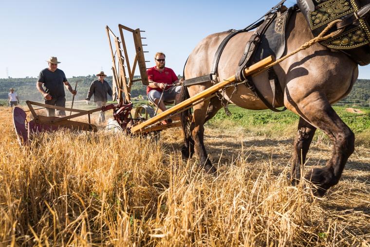 Les Gunyoles rescata les feines de segar amb la Festa del Batre. Ajuntament d'Avinyonet