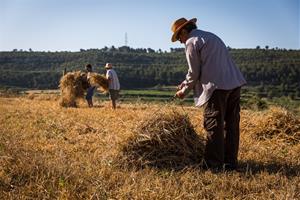 Les Gunyoles rescata les feines de segar amb la Festa del Batre