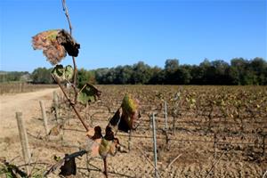 L'Incavi posa en marxa un pla pilot per obtenir dades sobre l'estat hídric de la vinya. ACN