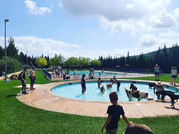 Més de 120 gossos es banyen durant la jornada de portes obertes de la piscina de Torrelles de Foix. Ajuntament de Torrelles