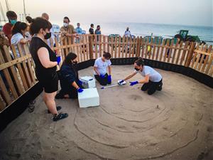 Neixen 44 tortugues careta a la platja de Calafell després de gairebé dos mesos de vigilància dels ous