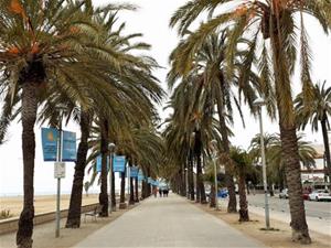 Nou tractament fitosanitari per combatre el morrut de les palmeres a Vilanova. Ajuntament de Vilanova
