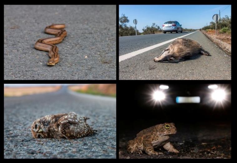 Olèrdola s’adhereix al projecte SAFE-Stop Atropellaments de Fauna. EIX