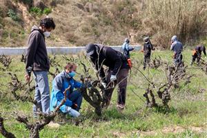 Pagesos i entitats socials del Penedès formen persones en risc d'exclusió social per garantir el relleu agrari