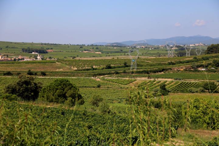 Paisatge de vinyes al Penedès. ACN / Gemma Sánchez