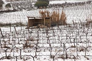 Paisatge plens de neu a Subirats