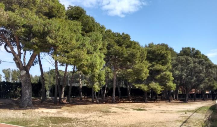 Pineda que hi ha entre la rotonda de la carretera de la Bisbal i la masia de l’Estrella. Eix