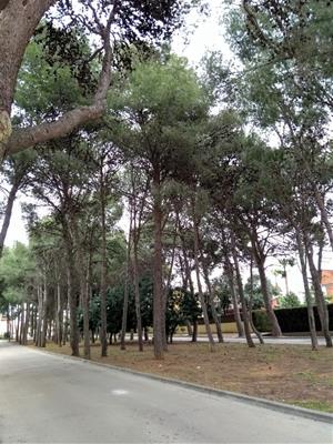 Pineda que hi ha entre la rotonda de la carretera de la Bisbal i la masia de l’Estrella