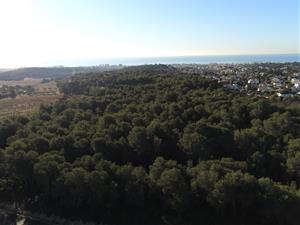 Pla alçat del bosc de la zona de Miramar, a Cunit. SOS Natura