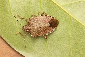 Pla detall d'un exemplar de bernat marbrejat (Halyomorpha halys), en una imatge d'arxiu. Generalitat de Catalunya