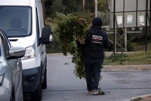 Pla general d'un agent dels Mossos d'Esquadra, d'esquenes, carregant plantes de marihuana arrencades en un xalet. ACN